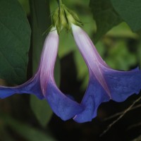 Ipomoea indica (Burm.) Merr.